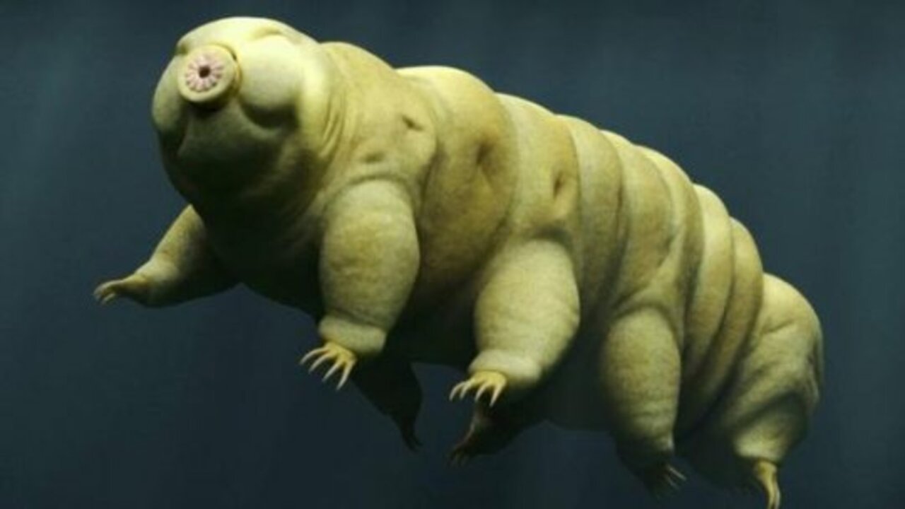 creature smallest tardigrades