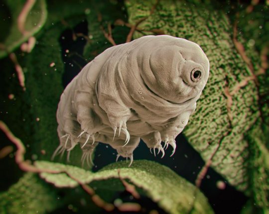 creature smallest tardigrades