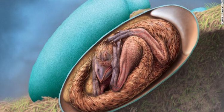 embryo inside a dinosaur egg